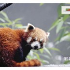 Red Panda Photo Poster for Arunachal Pradesh Forest Department's Bomdila Interpretation Centre