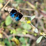 Blue Pansy Blue Pansy