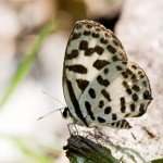 Common Pierrot Common Pierrot