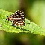 Common Silverline Common Silverline