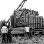 Crate with Rhino Being Loaded Onto Truck for Transport to Manas