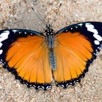 Danaid Eggfly Female Danaid Eggfly Female
