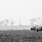 Indian One Horned Rhinoceros, Pobitora WLS, Assam