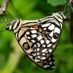 Lime Mating Lime Mating