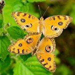 Peacock Pansy Peacock Pansy