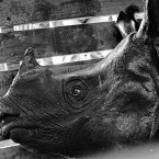 Revived Rhino in Crate