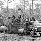 Rhinos from Pobitora Released in Manas National Park, Assam