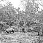 Rhinos Released in Manas National Park, Assam-2