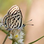 Rounded Pierrot Rounded Pierrot