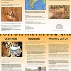 Tiger-Brochure A tri-fold brochure designed and edited for WWF-India. Translated and published in 10 Indian languages.