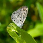 Tiny Grass Blue Tiny Grass Blue