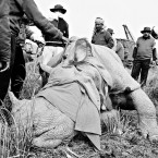 Tranquilized Rhino, Pobitora WLS, Assam
