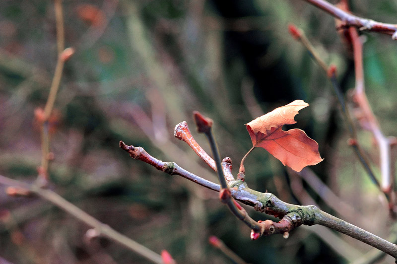 The Last Leaf