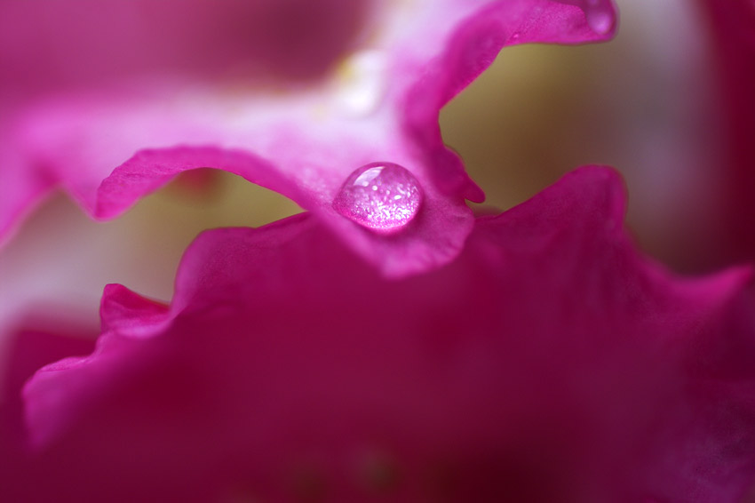 Pink Liquid Offering