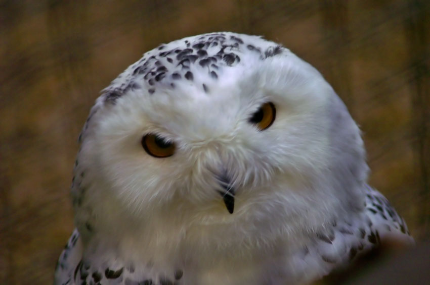 Snow Owl