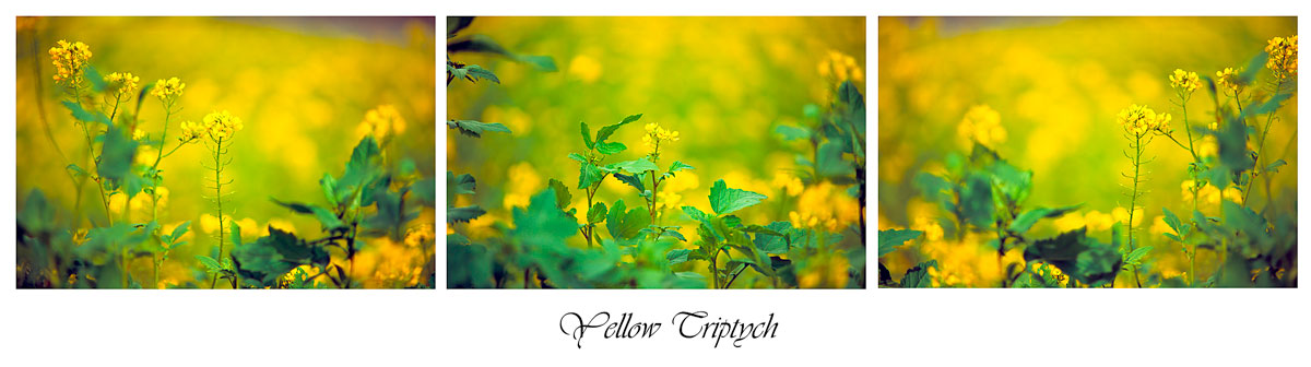 Yellow Triptych