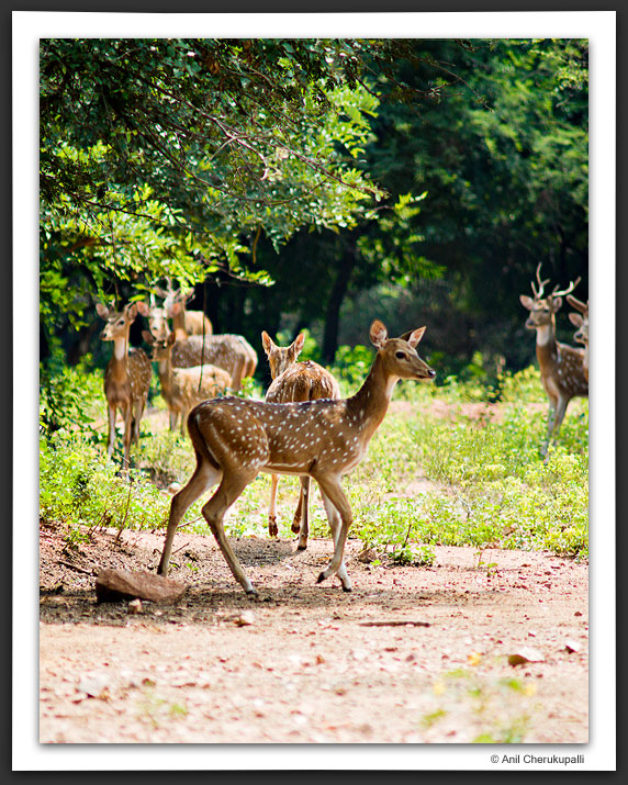 Spotted Deer