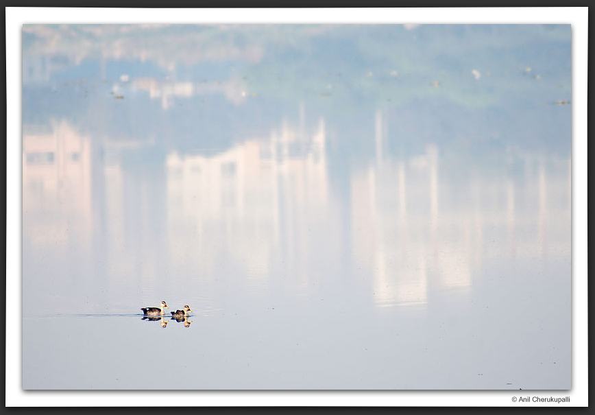 Spot-Billed Ducks