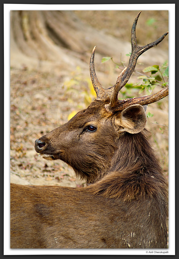 Indian Sambar