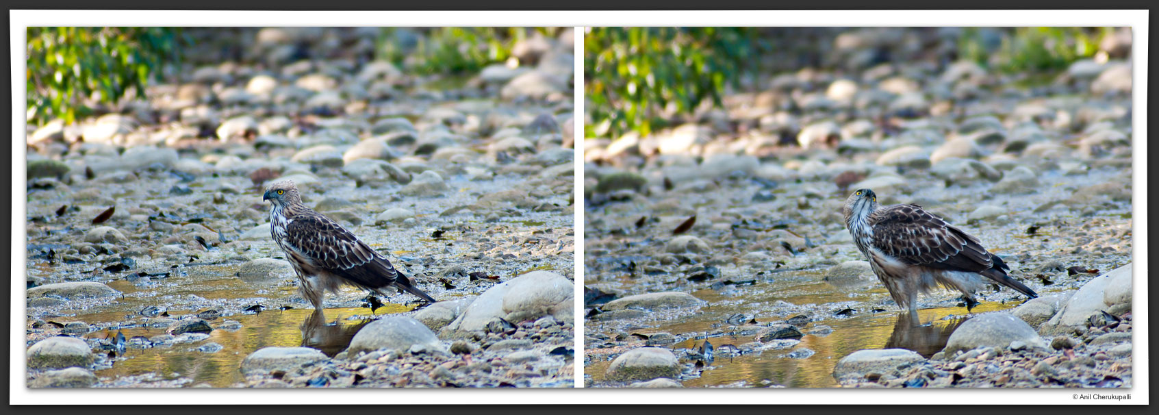 Changeable Hawk Eagle