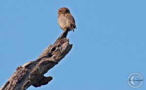 Asian Barred Owlet