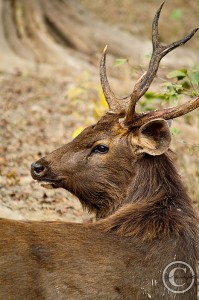 Indian Sambar