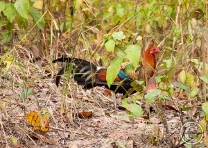 Red Junglefowl