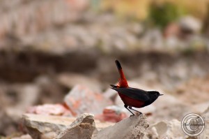 White-capped Water Redstart