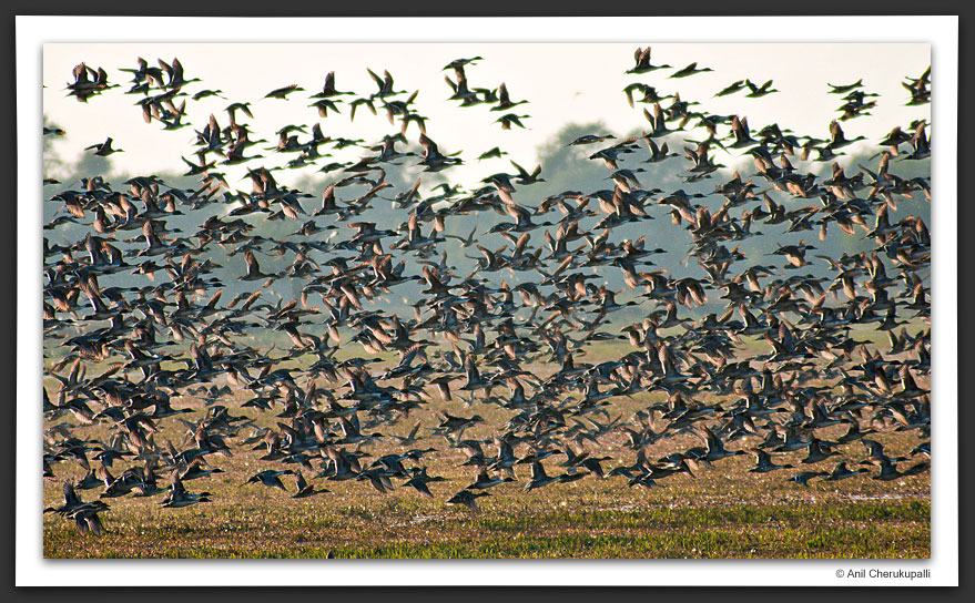 Northern Pintails