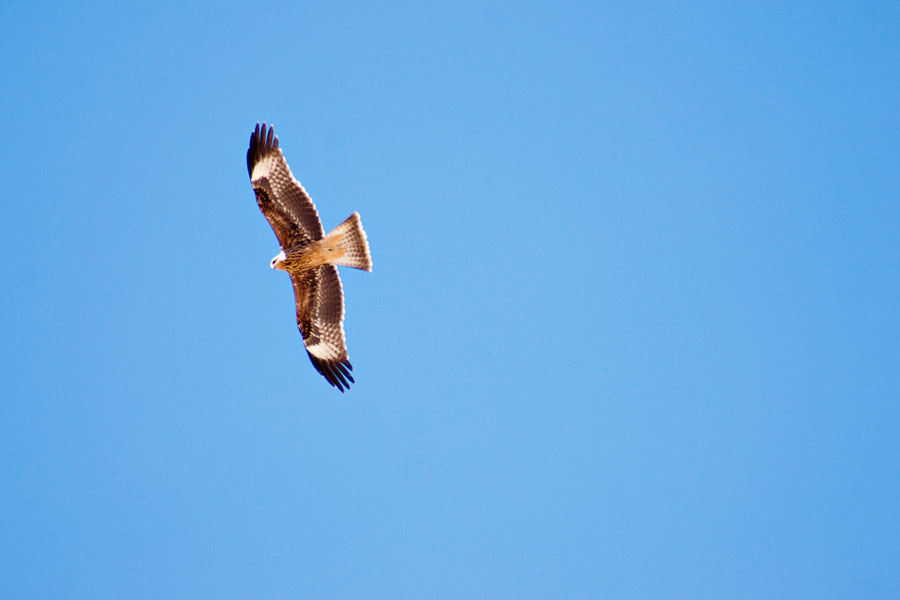 Golden-Eagle