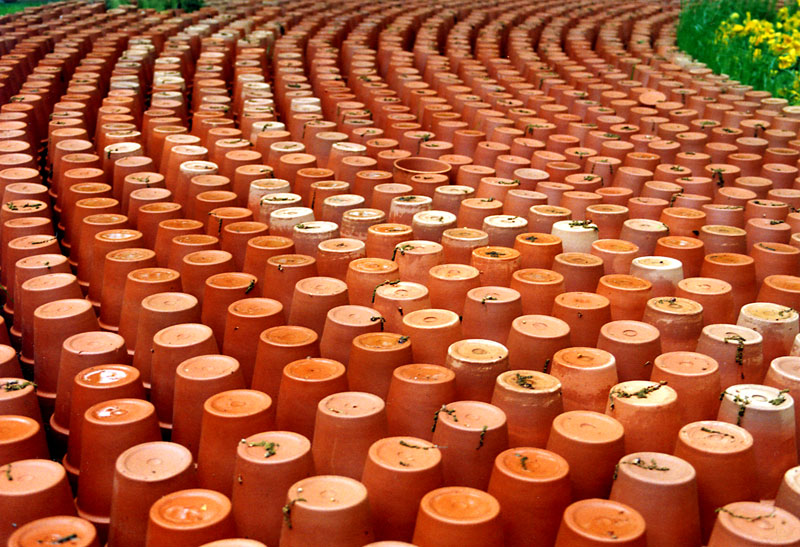 Rows Of Brown Life