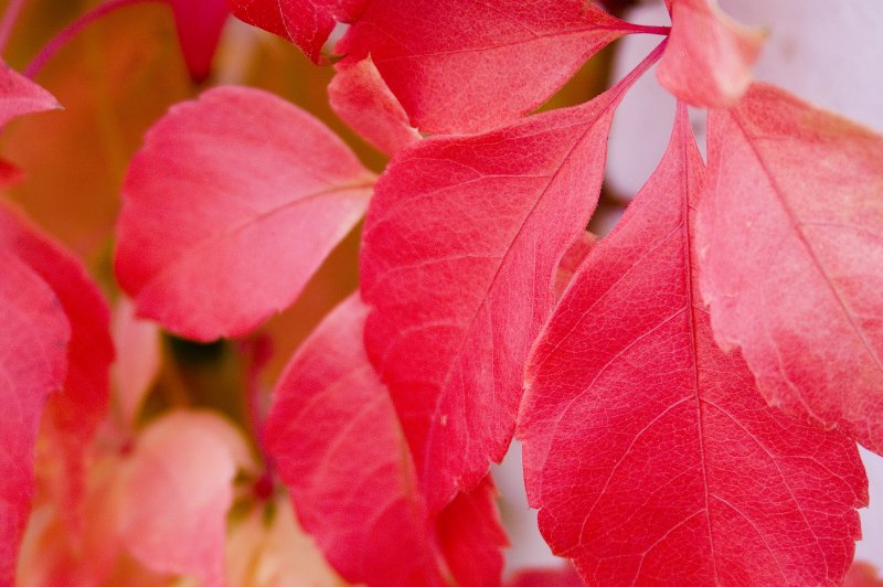 Leaves