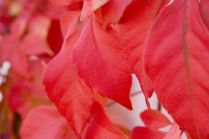 Leaves II