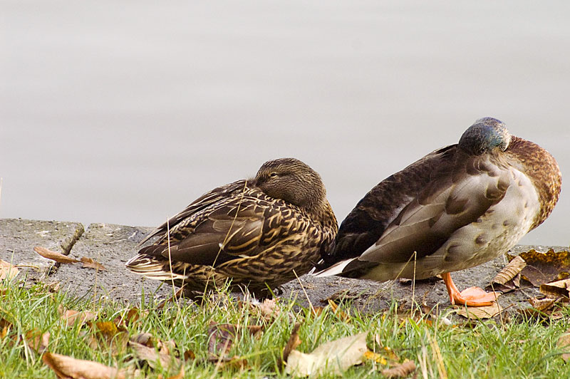 Sitting Ducks