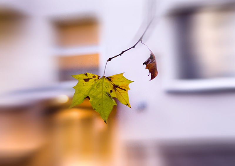 Floating Autumn