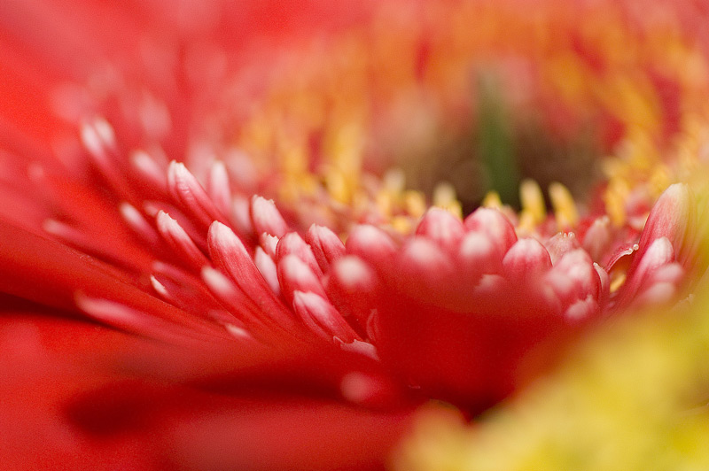 Petals