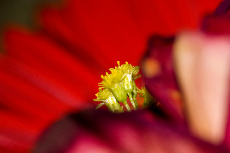 Little Flowers