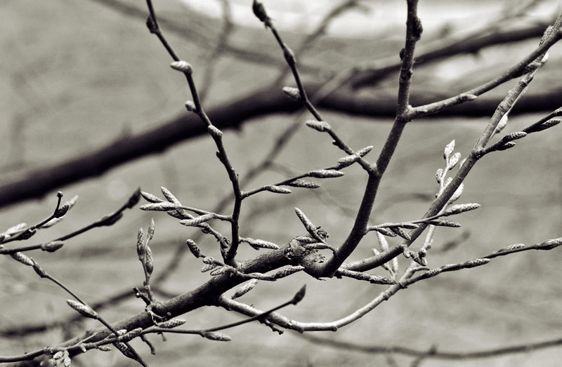 Waiting For Spring
