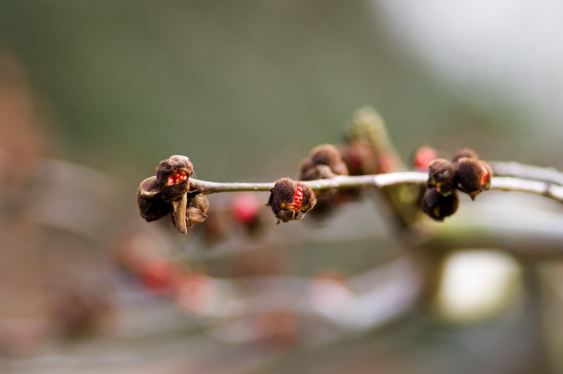 Waiting For Spring III
