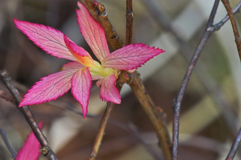 Pink II