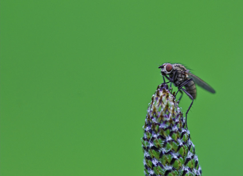 The Fly
