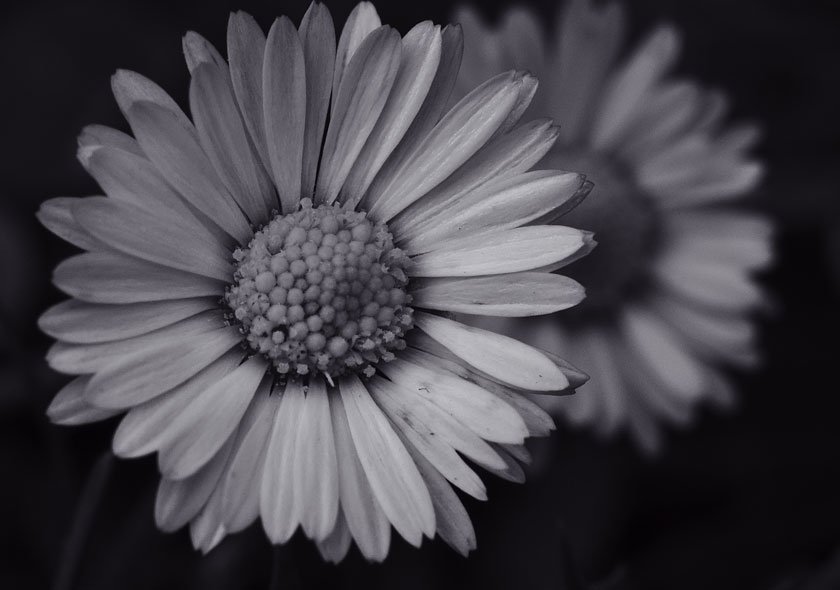 Daisy Cutters