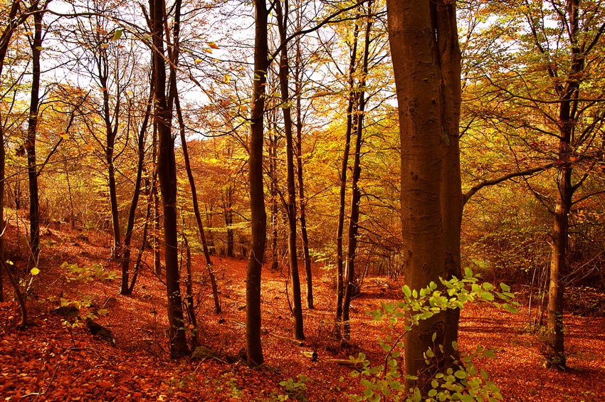 Autumn Dreams