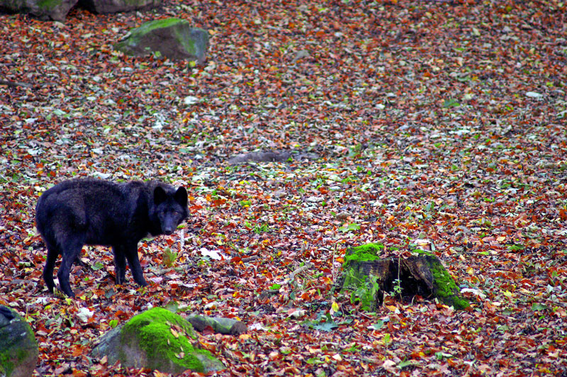 European Grey Wolf