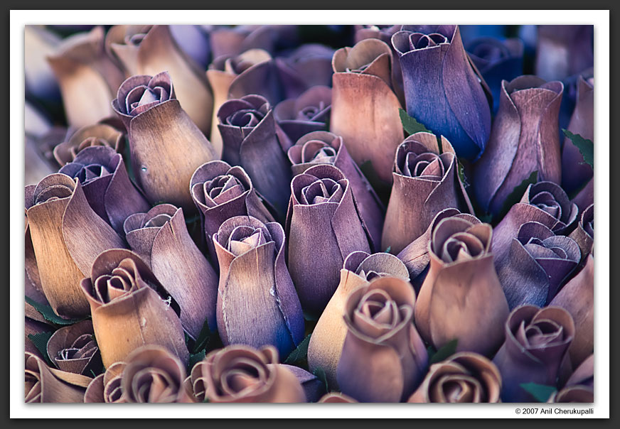 The Softness of Wood