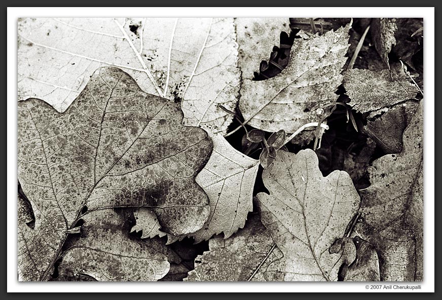 Autumn Leaves