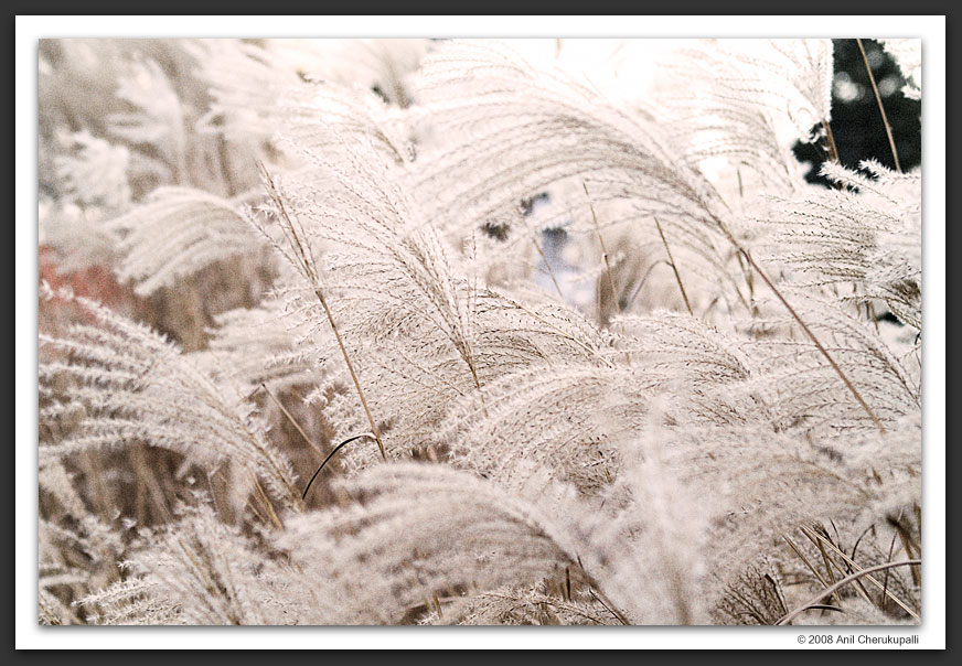 Dream Fields