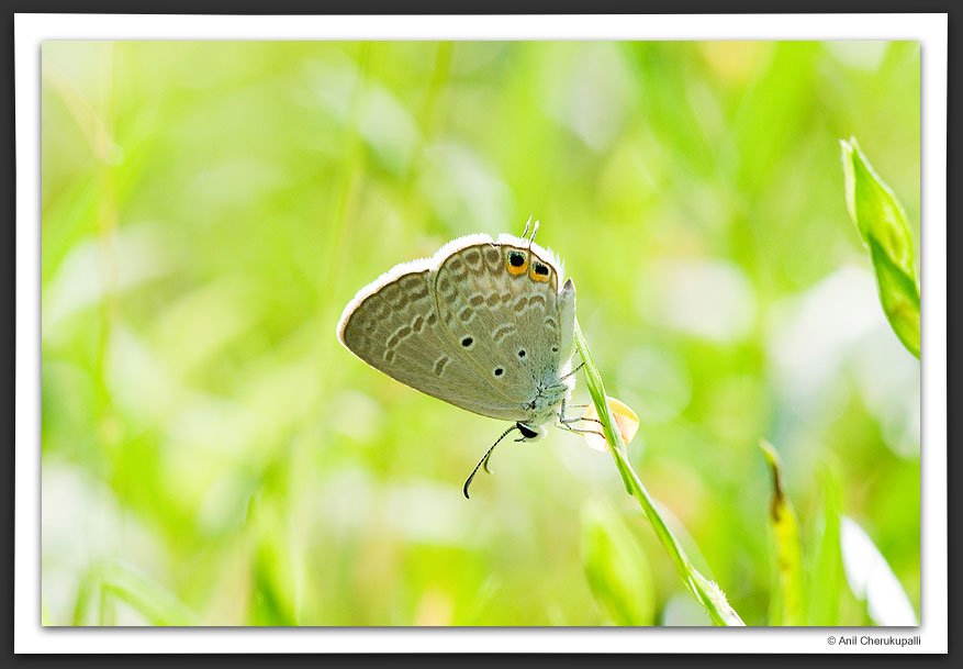 Gram Blue (Euchrysops cnejus)