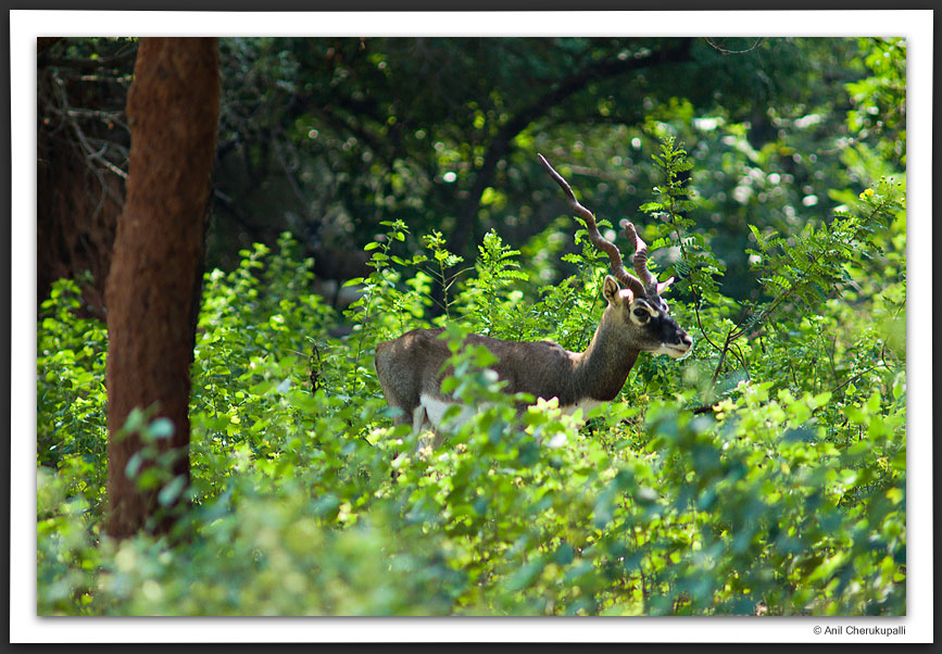 Blackbuck