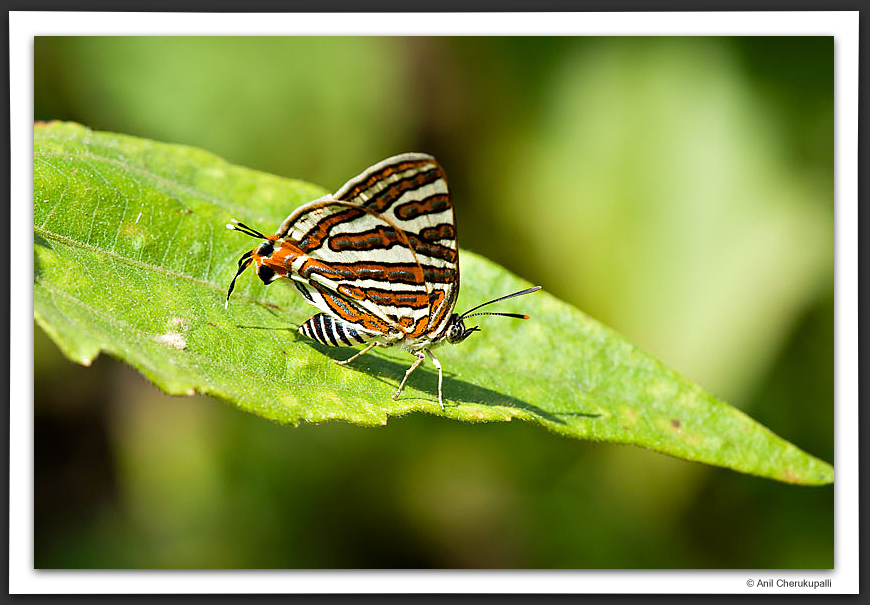 Common Silverline